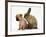 Chihuahua Puppy and Lionhead Rabbit-Jane Burton-Framed Photographic Print