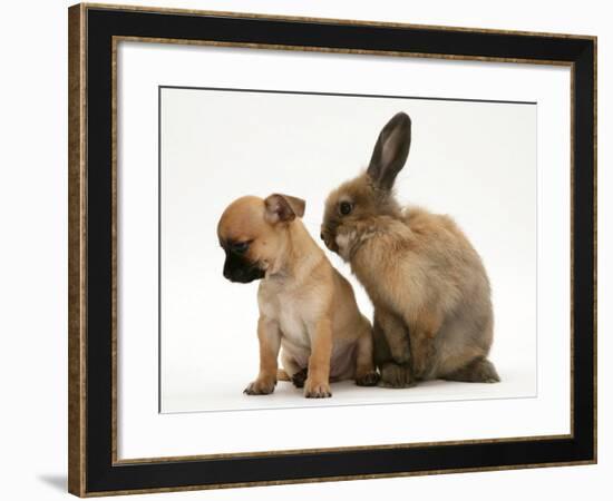 Chihuahua Puppy and Lionhead Rabbit-Jane Burton-Framed Photographic Print