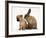 Chihuahua Puppy and Lionhead Rabbit-Jane Burton-Framed Photographic Print