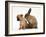 Chihuahua Puppy and Lionhead Rabbit-Jane Burton-Framed Photographic Print