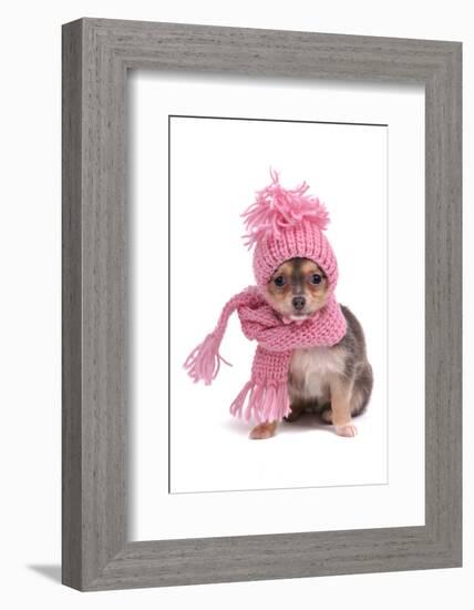 Chihuahua Puppy Funnily Dressed With Scarf And Hat For Cold Weather, Isolated-vitalytitov-Framed Photographic Print