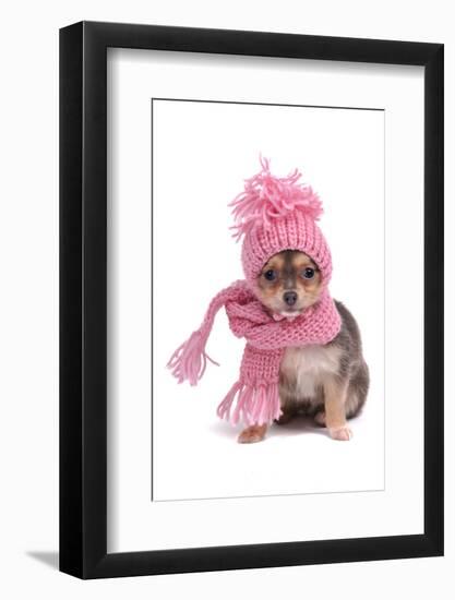 Chihuahua Puppy Funnily Dressed With Scarf And Hat For Cold Weather, Isolated-vitalytitov-Framed Photographic Print