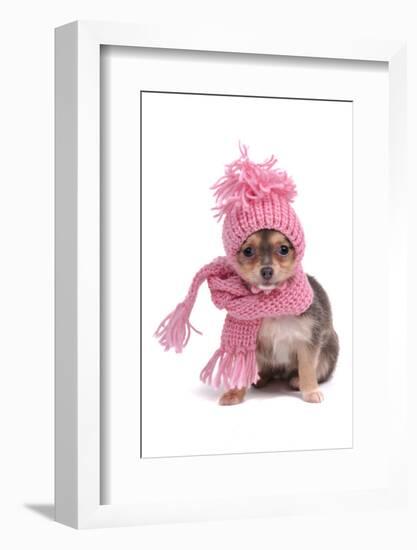 Chihuahua Puppy Funnily Dressed With Scarf And Hat For Cold Weather, Isolated-vitalytitov-Framed Photographic Print