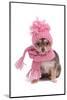 Chihuahua Puppy Funnily Dressed With Scarf And Hat For Cold Weather, Isolated-vitalytitov-Mounted Photographic Print