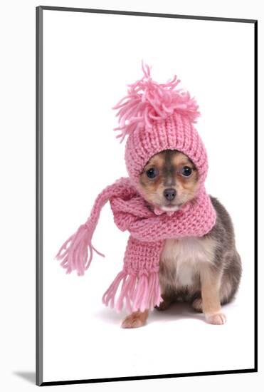 Chihuahua Puppy Funnily Dressed With Scarf And Hat For Cold Weather, Isolated-vitalytitov-Mounted Photographic Print