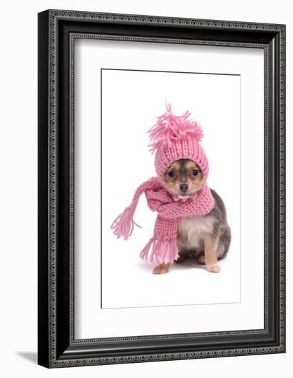 Chihuahua Puppy Funnily Dressed With Scarf And Hat For Cold Weather, Isolated-vitalytitov-Framed Photographic Print