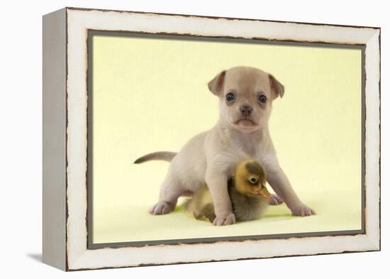 Chihuahua Puppy Standing with Duckling (6 Weeks)-null-Framed Premier Image Canvas