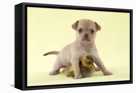 Chihuahua Puppy Standing with Duckling (6 Weeks)-null-Framed Premier Image Canvas