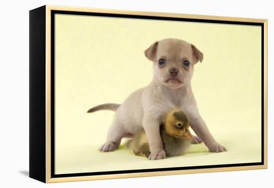 Chihuahua Puppy Standing with Duckling (6 Weeks)-null-Framed Premier Image Canvas