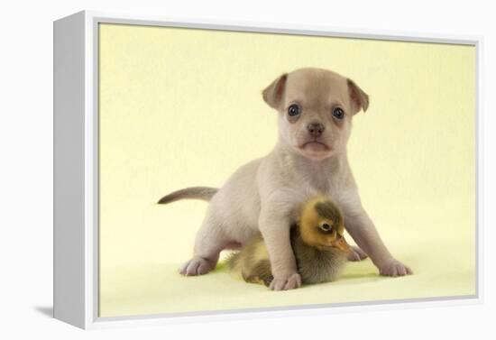 Chihuahua Puppy Standing with Duckling (6 Weeks)-null-Framed Premier Image Canvas