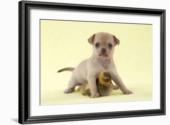 Chihuahua Puppy Standing with Duckling (6 Weeks)-null-Framed Photographic Print