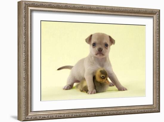 Chihuahua Puppy Standing with Duckling (6 Weeks)-null-Framed Photographic Print