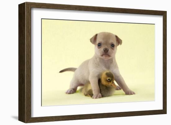 Chihuahua Puppy Standing with Duckling (6 Weeks)-null-Framed Photographic Print