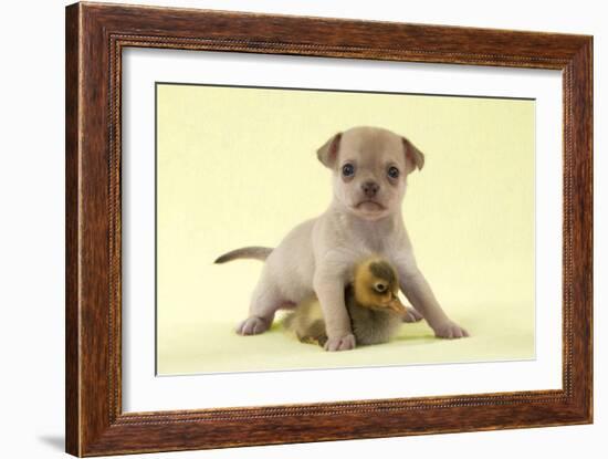 Chihuahua Puppy Standing with Duckling (6 Weeks)-null-Framed Photographic Print