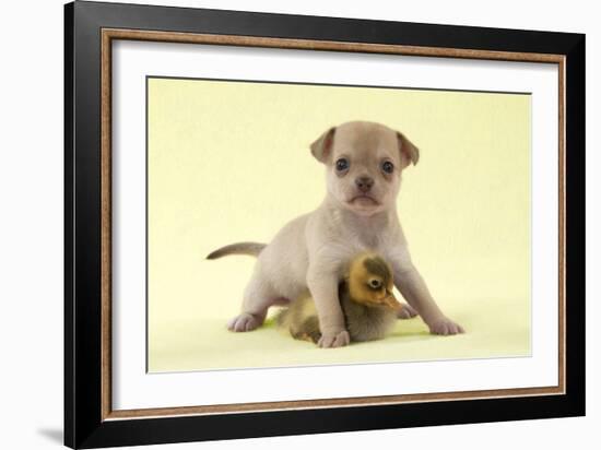 Chihuahua Puppy Standing with Duckling (6 Weeks)-null-Framed Photographic Print