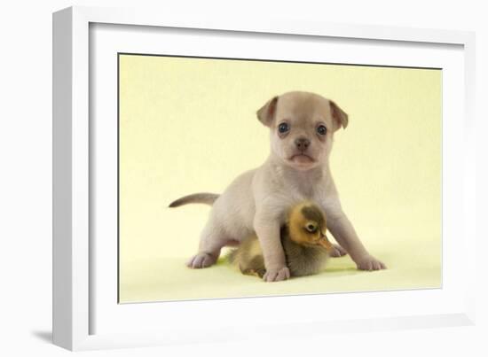 Chihuahua Puppy Standing with Duckling (6 Weeks)-null-Framed Photographic Print