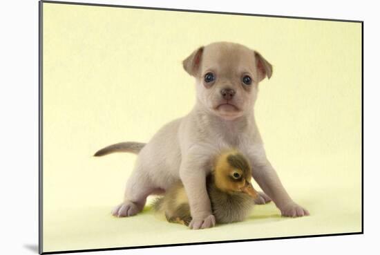 Chihuahua Puppy Standing with Duckling (6 Weeks)-null-Mounted Photographic Print