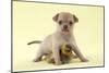 Chihuahua Puppy Standing with Duckling (6 Weeks)-null-Mounted Photographic Print