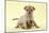 Chihuahua Puppy Standing with Duckling (6 Weeks)-null-Mounted Photographic Print