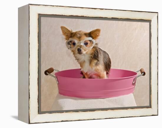 Chihuahua Puppy Taking A Bath Wearing Goggles Sitting In Pink Bathtub-vitalytitov-Framed Premier Image Canvas