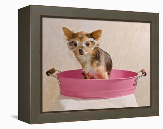 Chihuahua Puppy Taking A Bath Wearing Goggles Sitting In Pink Bathtub-vitalytitov-Framed Premier Image Canvas