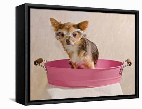 Chihuahua Puppy Taking A Bath Wearing Goggles Sitting In Pink Bathtub-vitalytitov-Framed Premier Image Canvas