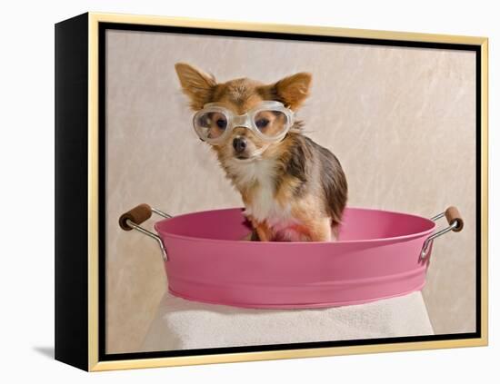 Chihuahua Puppy Taking A Bath Wearing Goggles Sitting In Pink Bathtub-vitalytitov-Framed Premier Image Canvas