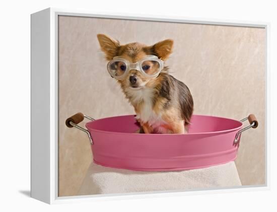 Chihuahua Puppy Taking A Bath Wearing Goggles Sitting In Pink Bathtub-vitalytitov-Framed Premier Image Canvas