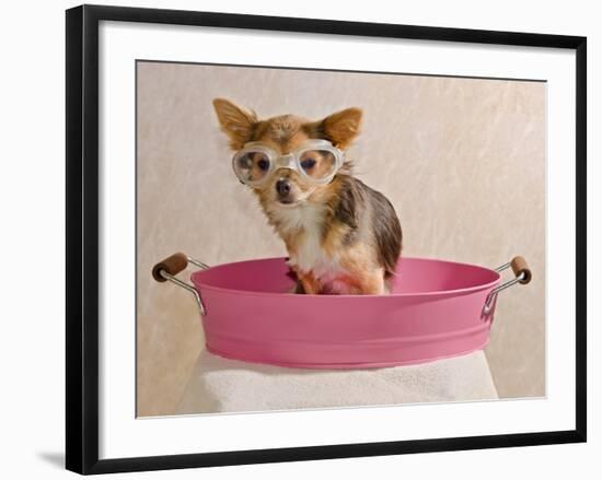 Chihuahua Puppy Taking A Bath Wearing Goggles Sitting In Pink Bathtub-vitalytitov-Framed Photographic Print