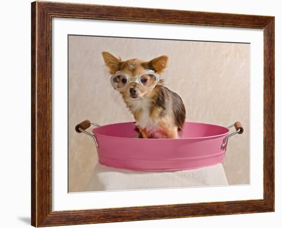 Chihuahua Puppy Taking A Bath Wearing Goggles Sitting In Pink Bathtub-vitalytitov-Framed Photographic Print