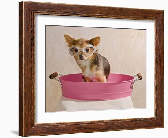 Chihuahua Puppy Taking A Bath Wearing Goggles Sitting In Pink Bathtub-vitalytitov-Framed Photographic Print