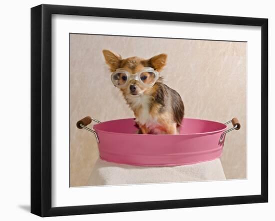 Chihuahua Puppy Taking A Bath Wearing Goggles Sitting In Pink Bathtub-vitalytitov-Framed Photographic Print