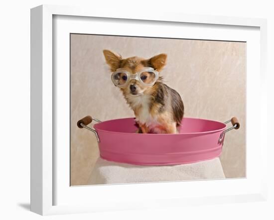 Chihuahua Puppy Taking A Bath Wearing Goggles Sitting In Pink Bathtub-vitalytitov-Framed Photographic Print