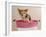 Chihuahua Puppy Taking A Bath Wearing Goggles Sitting In Pink Bathtub-vitalytitov-Framed Photographic Print