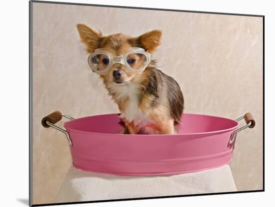 Chihuahua Puppy Taking A Bath Wearing Goggles Sitting In Pink Bathtub-vitalytitov-Mounted Photographic Print