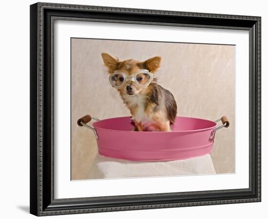 Chihuahua Puppy Taking A Bath Wearing Goggles Sitting In Pink Bathtub-vitalytitov-Framed Photographic Print