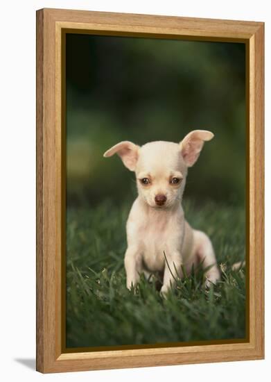 Chihuahua Puppy-DLILLC-Framed Premier Image Canvas