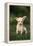 Chihuahua Puppy-DLILLC-Framed Premier Image Canvas