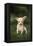 Chihuahua Puppy-DLILLC-Framed Premier Image Canvas