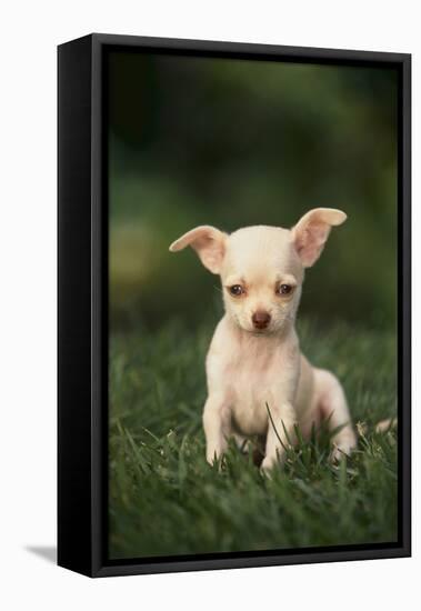 Chihuahua Puppy-DLILLC-Framed Premier Image Canvas