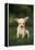 Chihuahua Puppy-DLILLC-Framed Premier Image Canvas