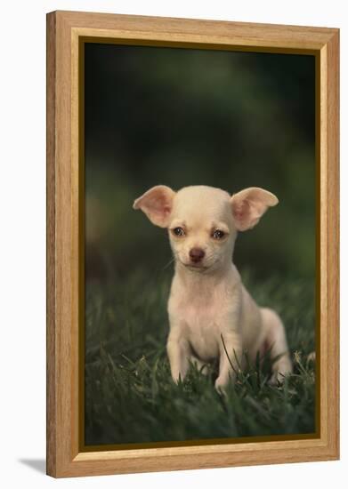 Chihuahua Puppy-DLILLC-Framed Premier Image Canvas