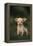 Chihuahua Puppy-DLILLC-Framed Premier Image Canvas