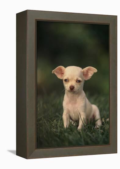 Chihuahua Puppy-DLILLC-Framed Premier Image Canvas