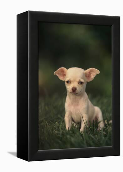 Chihuahua Puppy-DLILLC-Framed Premier Image Canvas