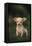 Chihuahua Puppy-DLILLC-Framed Premier Image Canvas