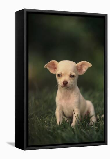 Chihuahua Puppy-DLILLC-Framed Premier Image Canvas