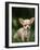 Chihuahua Puppy-null-Framed Photographic Print