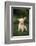 Chihuahua Puppy-DLILLC-Framed Photographic Print