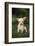 Chihuahua Puppy-DLILLC-Framed Photographic Print